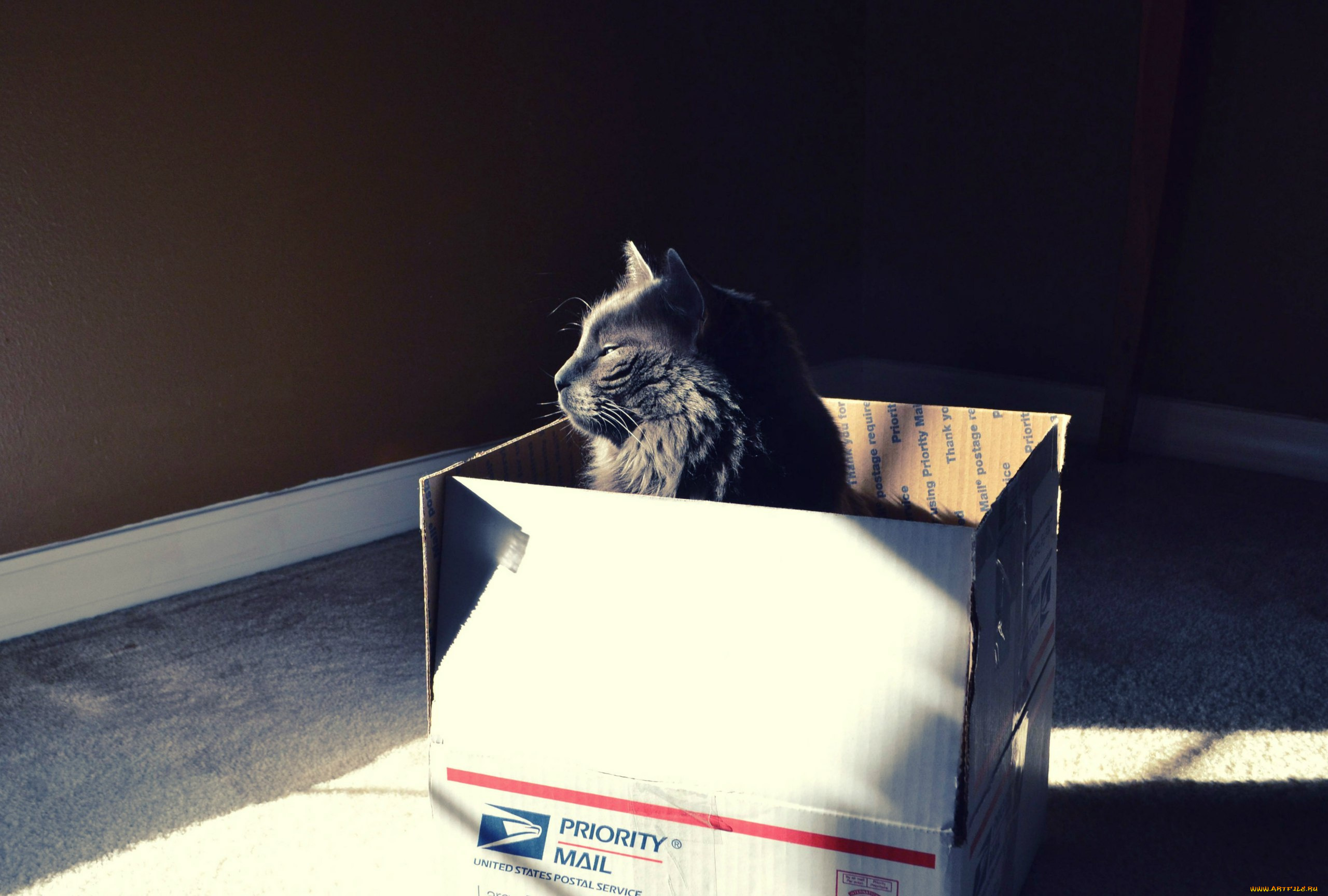 кот, по, почте, животные, коты, угол, коробка, ящик