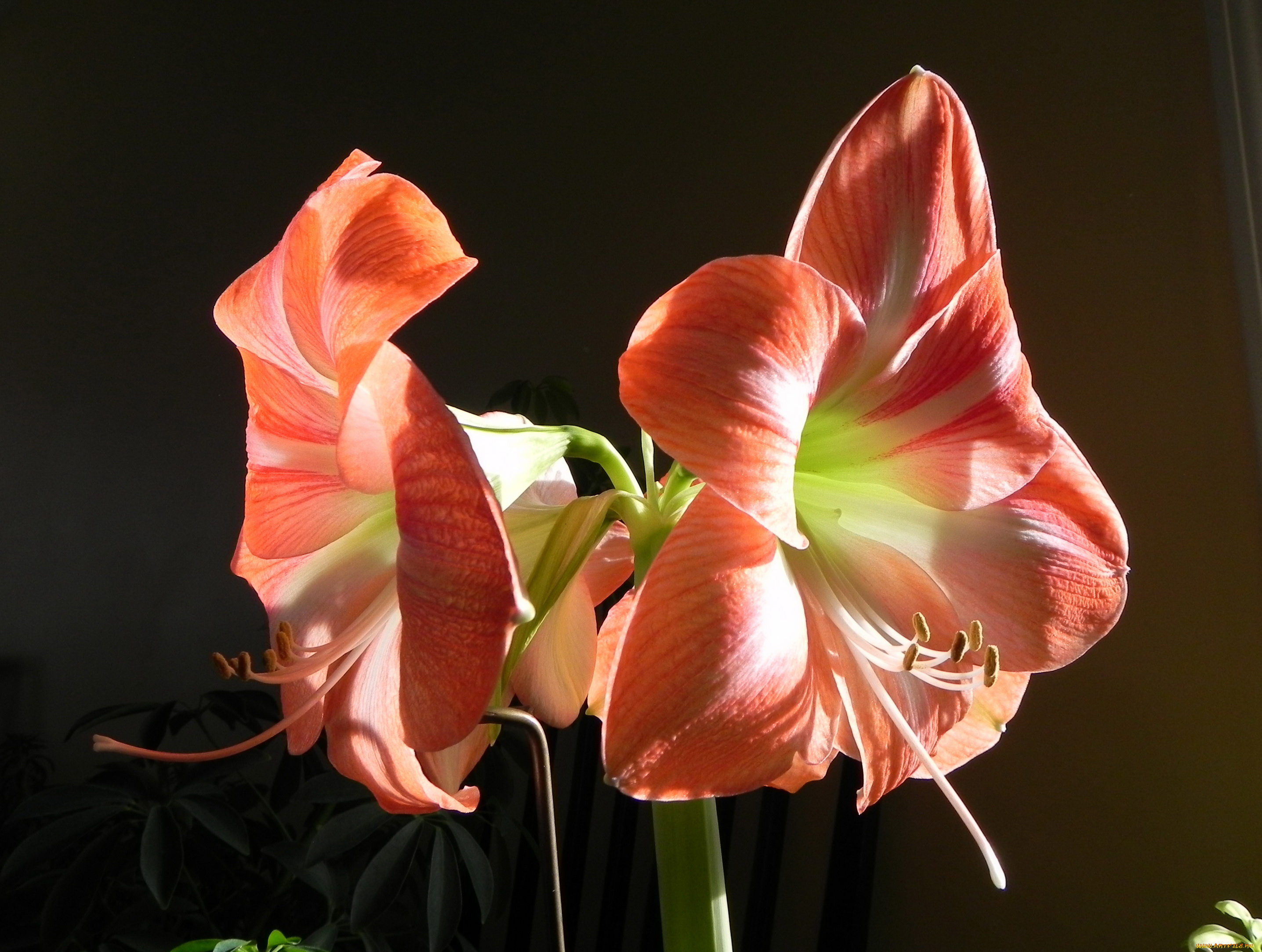 цветы, амариллисы, гиппеаструмы, amaryllis