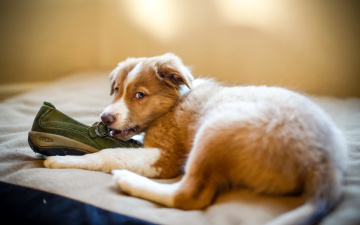 Картинка животные собаки щенок ботинок