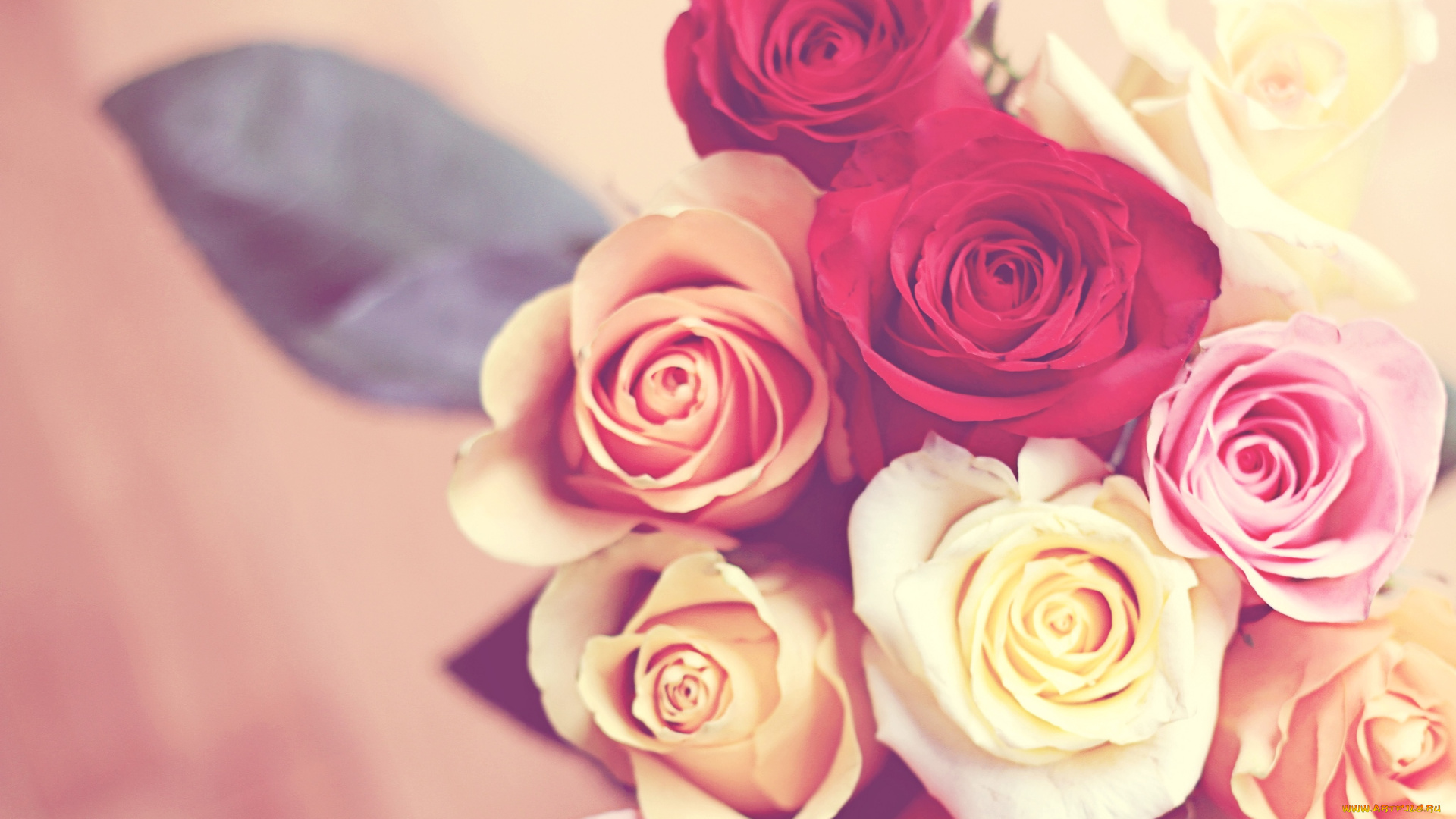цветы, розы, букет