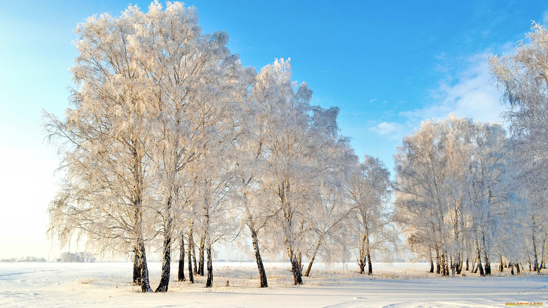 природа, зима, деревья, снег, солнце