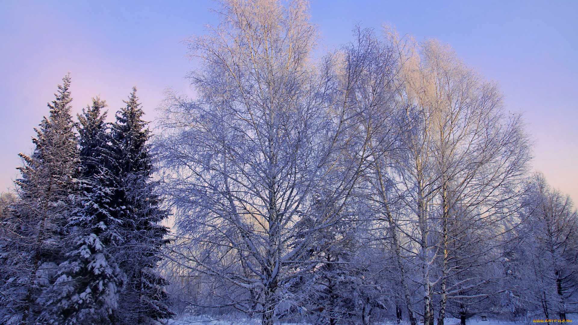 природа, зима, снег, кусты, деревья