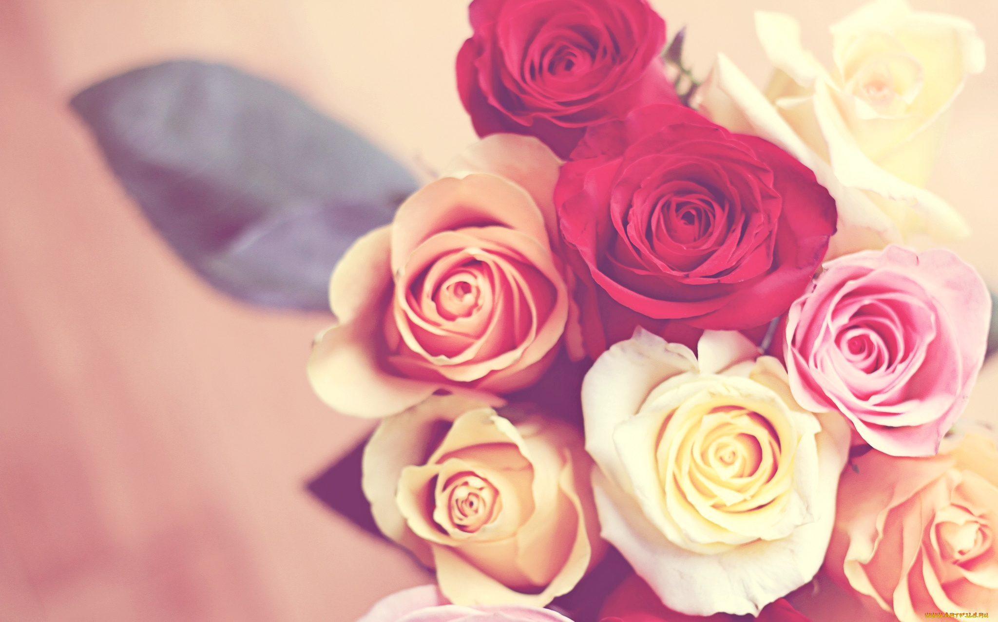 цветы, розы, букет