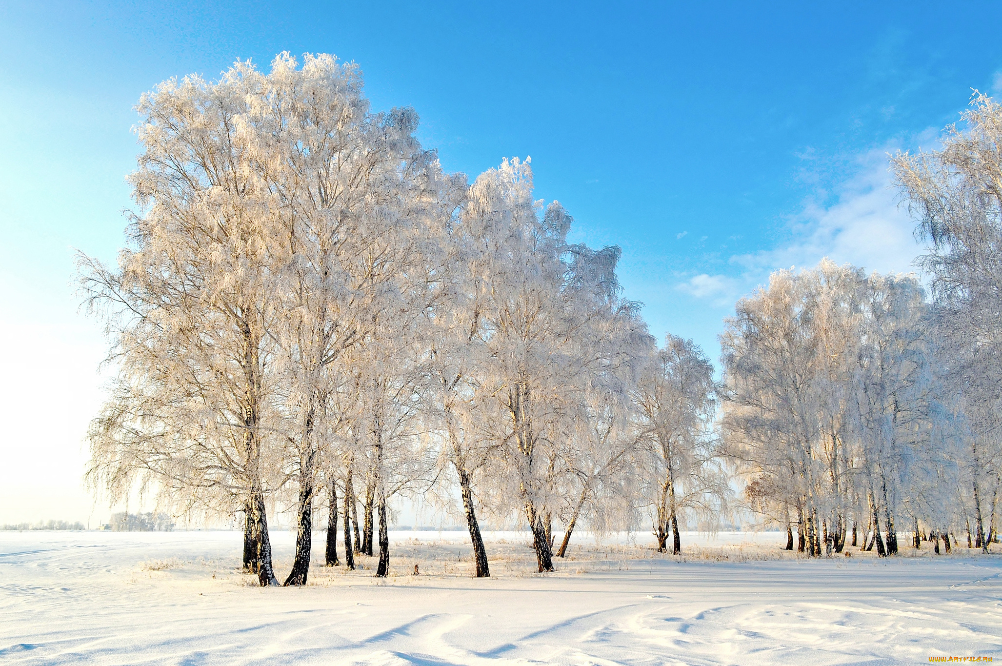 природа, зима, деревья, снег, солнце