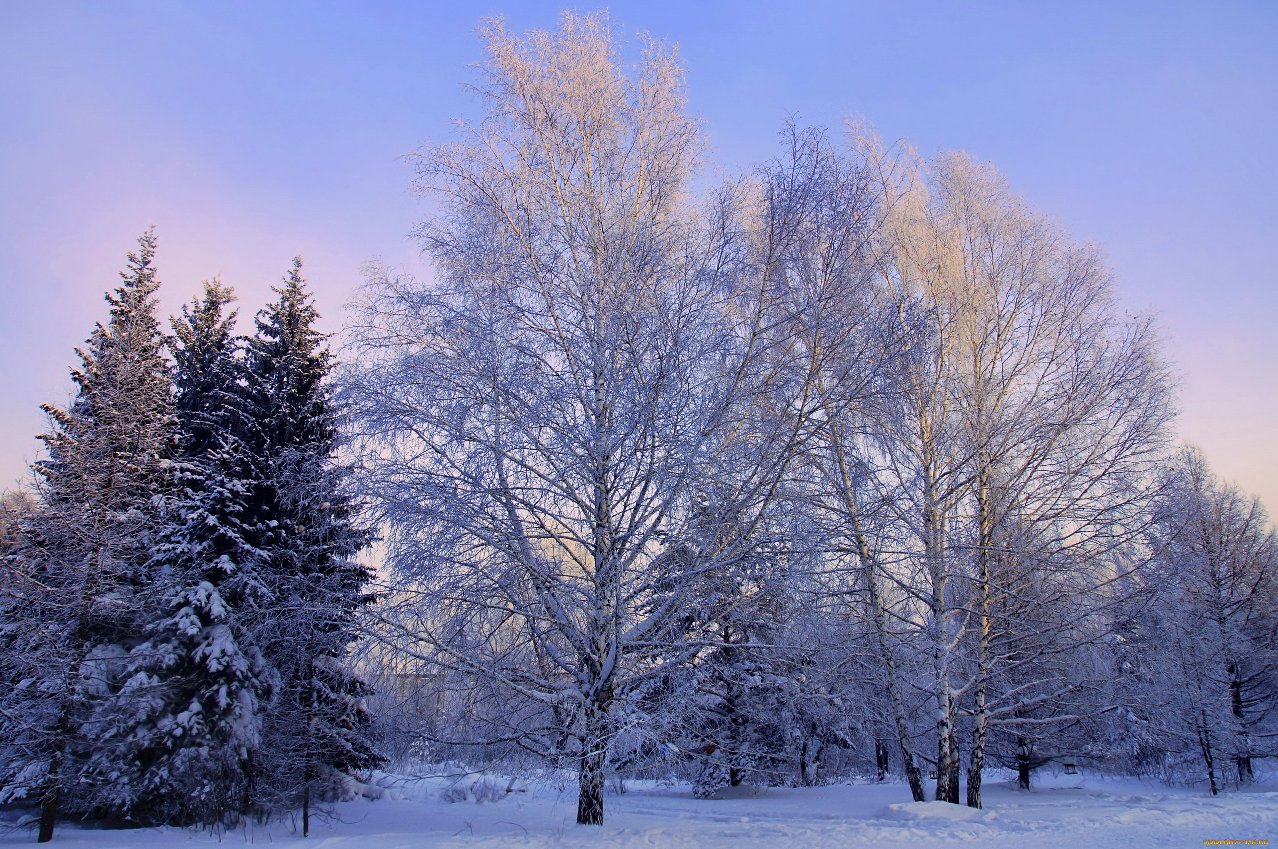 природа, зима, снег, кусты, деревья
