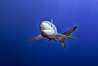 Картинка животные аисты акула глубина океан