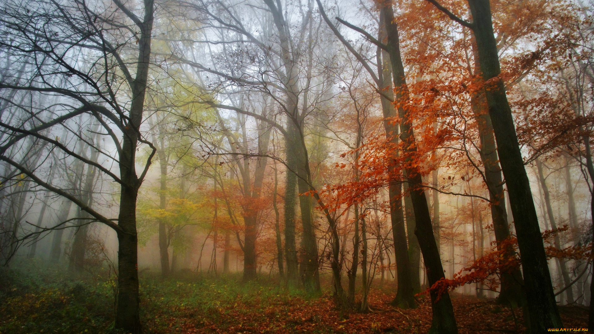 природа, лес, деревья, утро, туман, осень, листья