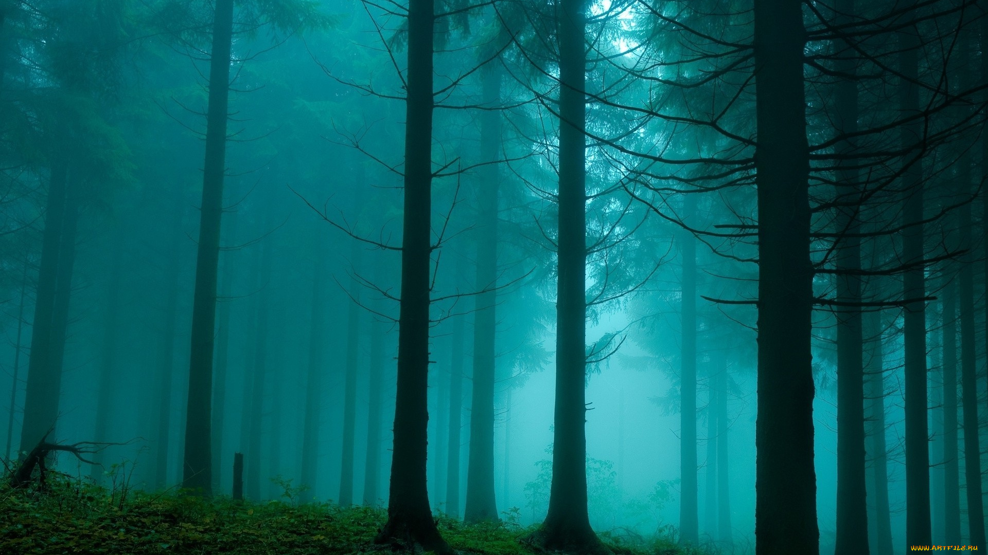 природа, лес, пелена, дымка, свет, туман, склон