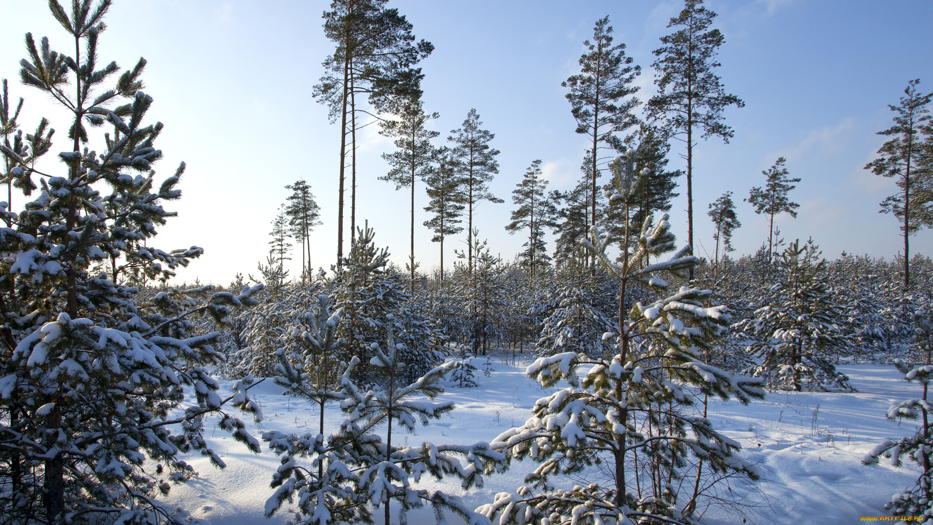 природа, зима, небо, лес, снег, ели