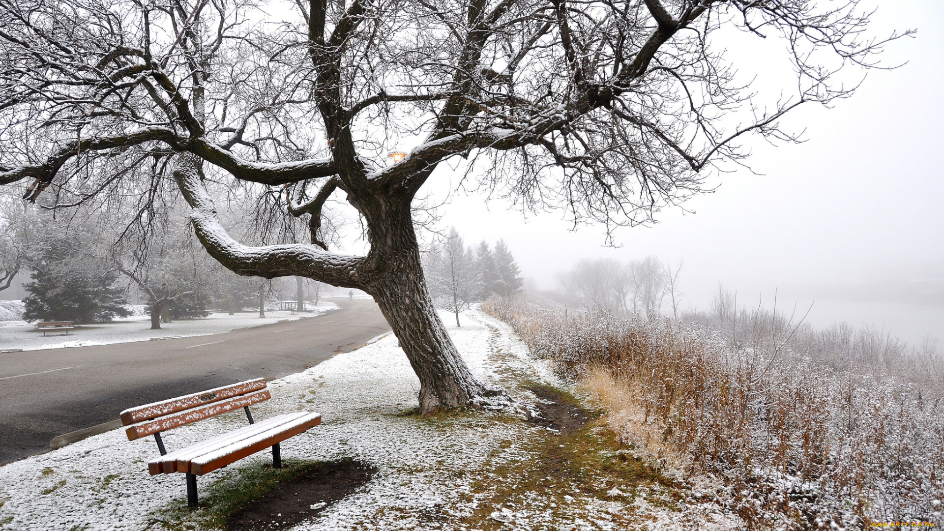 природа, зима, скамья, деревья, туман, снег