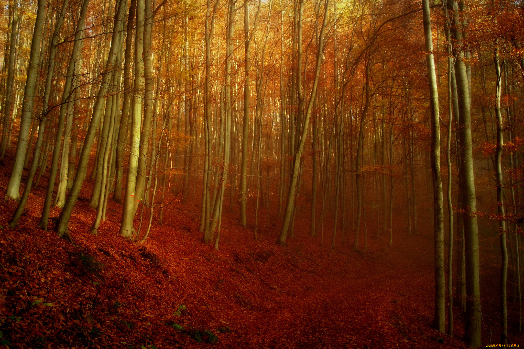природа, лес, склон, дорога, осень, деревья