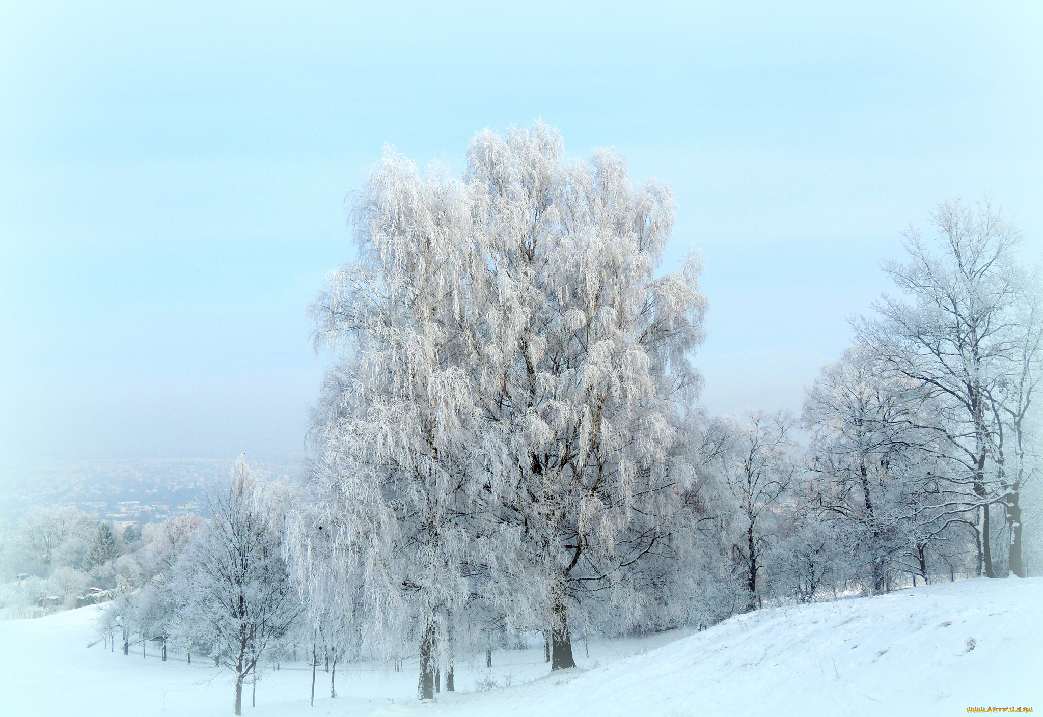 природа, зима, деревья, иней, снег