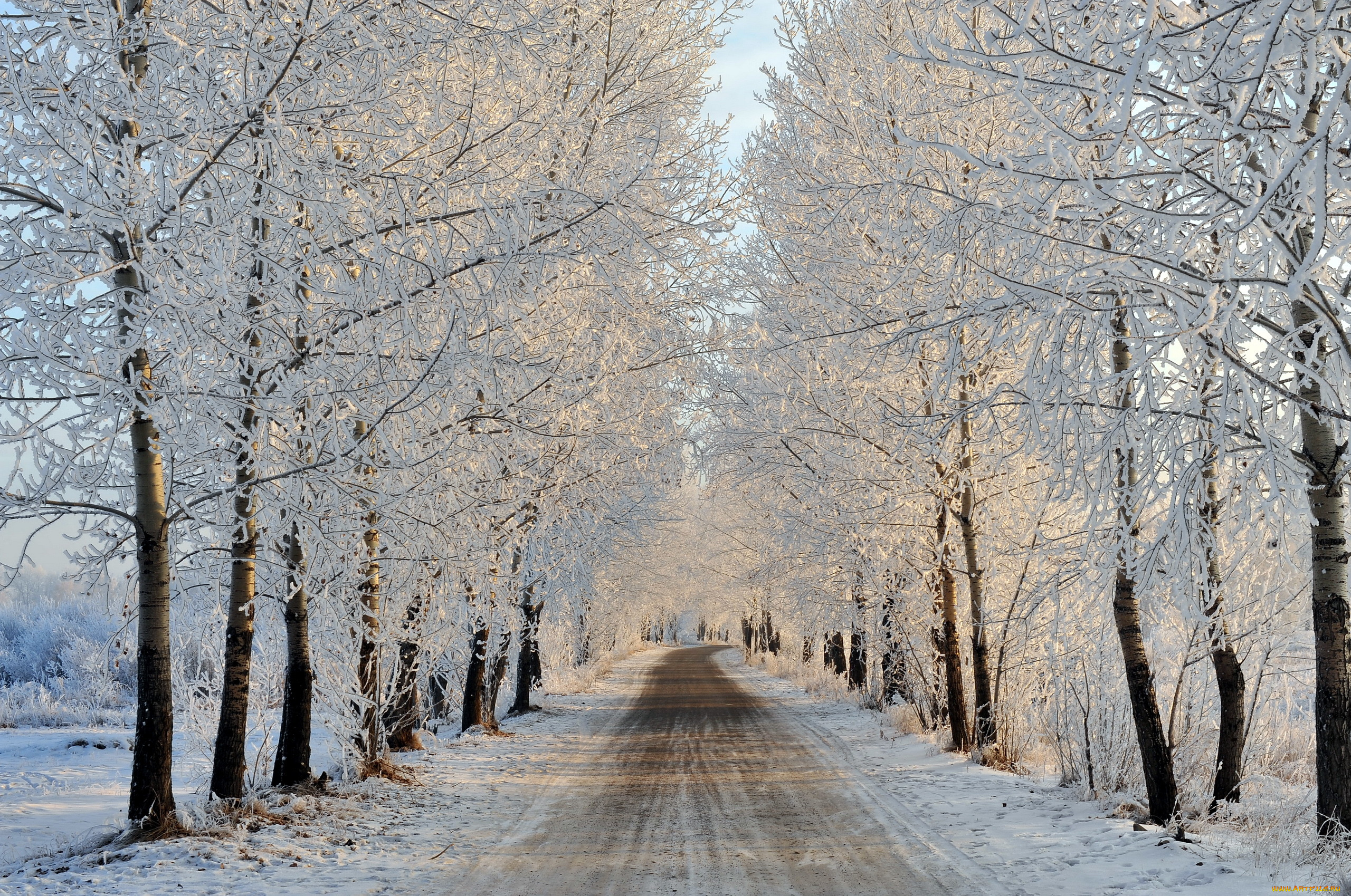 природа, зима, иней, деревья, дорога