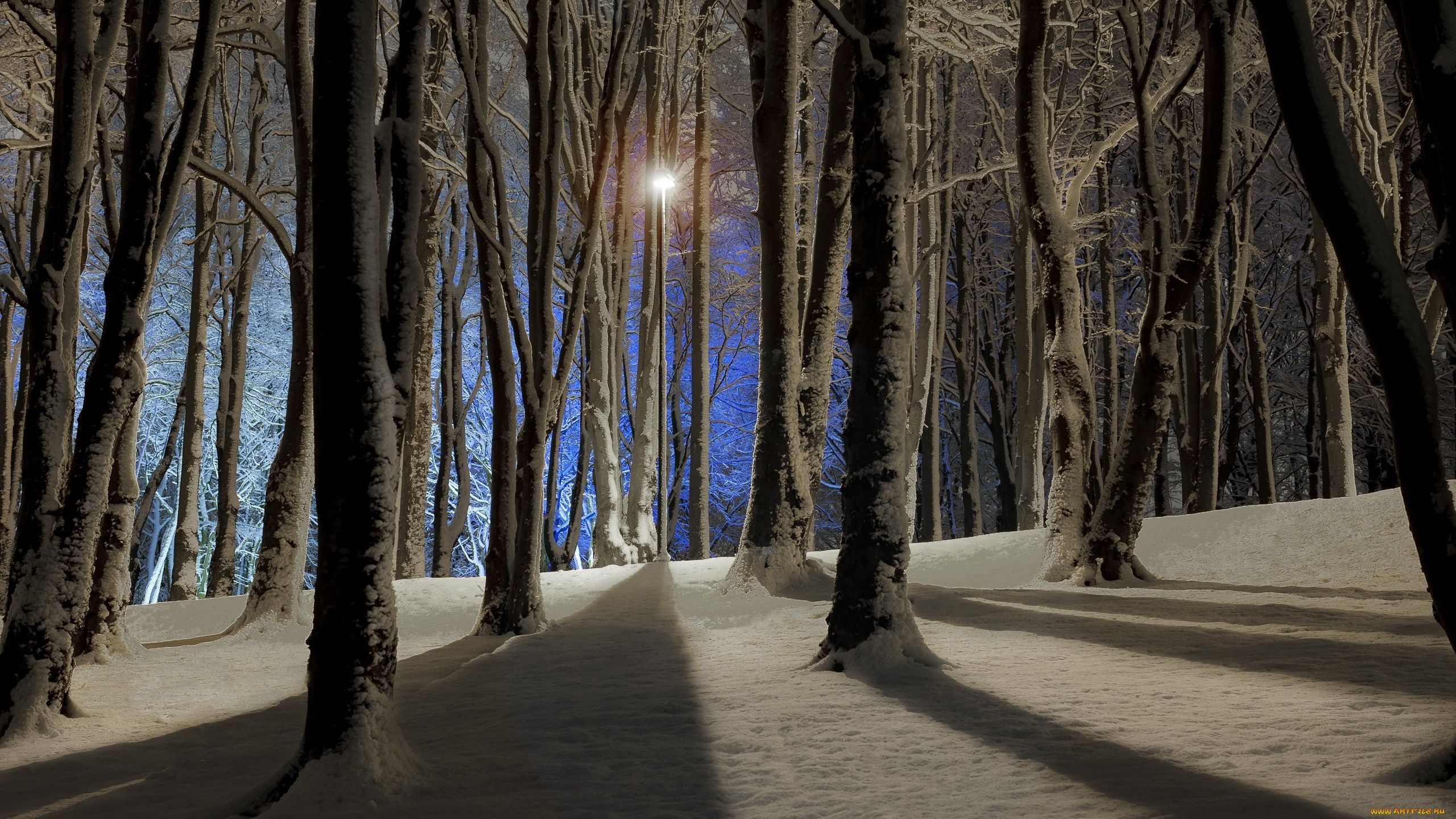 природа, парк, снег, ветки, деревья, тень, зима, свет, ночь, фонарь