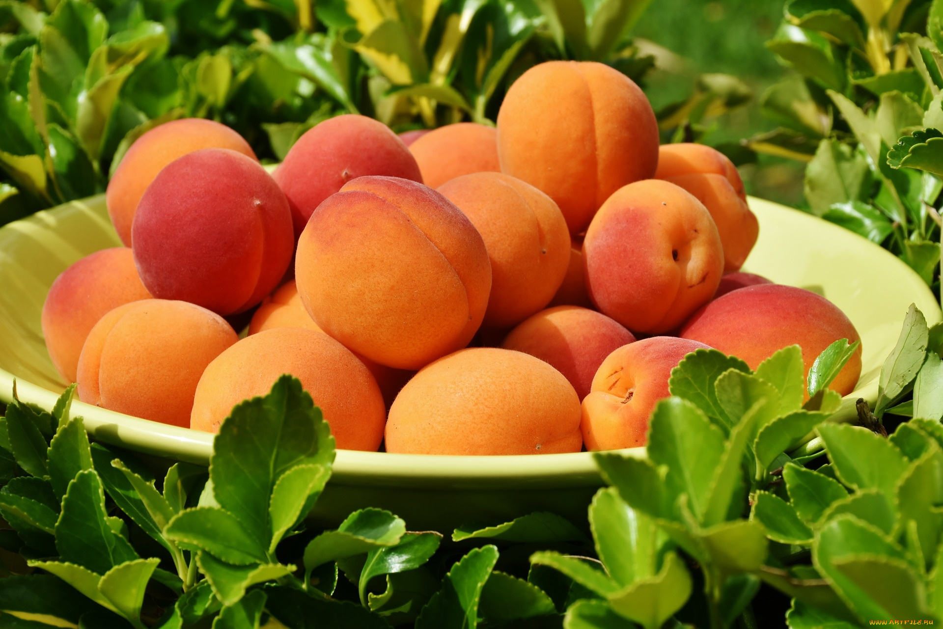 еда, персики, , сливы, , абрикосы, плоды