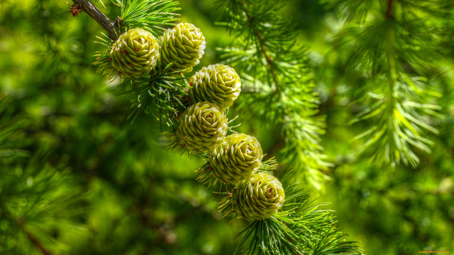 природа, деревья, cones, pine, twig